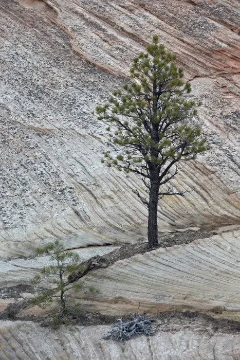 Framed Print : Pine tree growing on a sandstone ledge, Zion National Park, Utah, United States of America, North America Framed Print : Pine tree growing on a sandstone ledge, Zion National Park, Utah, United States of America, North America