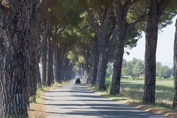 Pine tree lined road with small Piaggio three wheeled van travelling along it, Tuscany, Italy, Europe