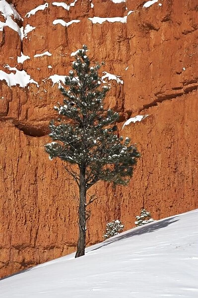 Pine tree in front of red-rock face with snow on the ground
