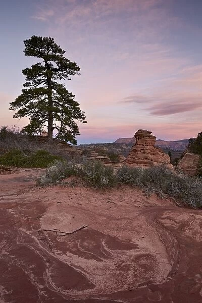 Pine tree and sandstone at dawn with pink clouds, Zion National Park, Utah, United