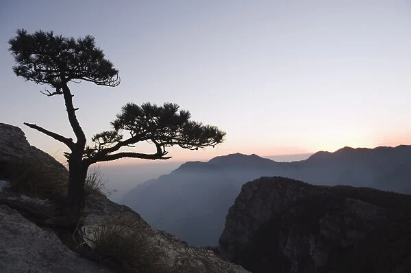Pine tree silhouetted at dusk on Lushan mountain, UNESCO World Heritage Site