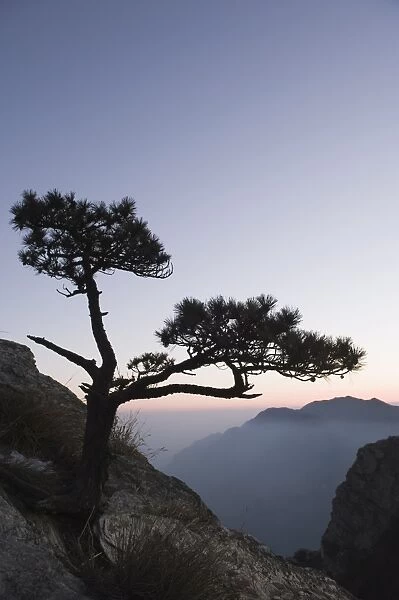 Pine tree silhouetted at dusk on Lushan mountain, UNESCO World Heritage Site