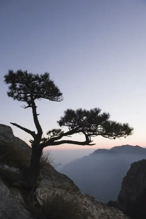 Framed Print : Pine tree silhouetted at dusk on Lushan mountain, UNESCO World Heritage Site Framed Print : Pine tree silhouetted at dusk on Lushan mountain, UNESCO World Heritage Site