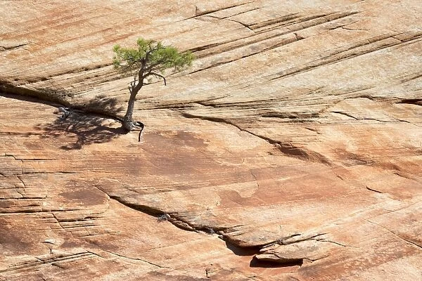 Pine tree on a slickrock face