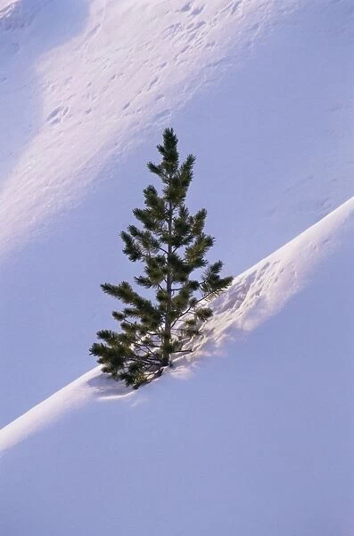 Pine tree in snow