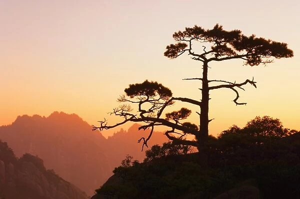 Pine tree, White Cloud scenic area, Huang Shan (Yellow Mountain), UNESCO World Heritage Site