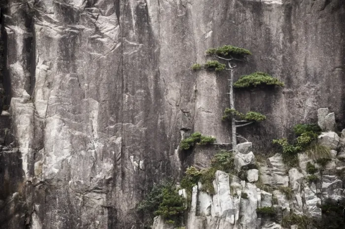 Framed Print : Pine tree, White Cloud Scenic Area, Mount Huangshan (Yellow Mountain), UNESCO World Heritage Site Framed Print : Pine tree, White Cloud Scenic Area, Mount Huangshan (Yellow Mountain), UNESCO World Heritage Site