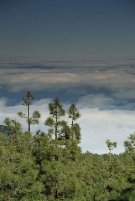 Framed Print : Pine trees above the clouds, Teide National Park, Tenerife, Canary Islands Framed Print : Pine trees above the clouds, Teide National Park, Tenerife, Canary Islands