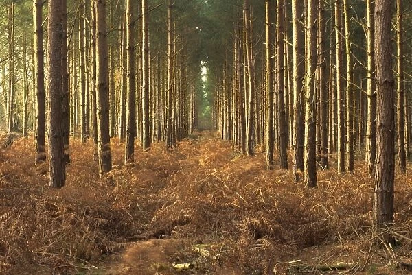 Pine trees in rows in morning light, Norfolk wood, Norfolk, England, United Kingdom