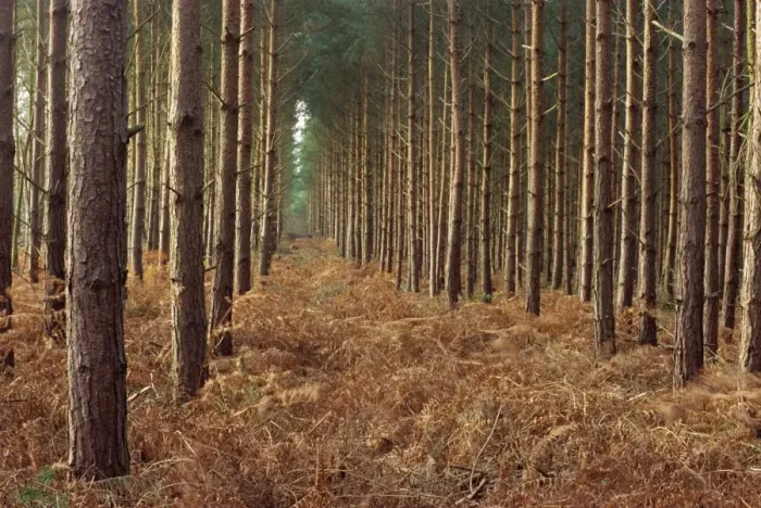 Framed Print : Pine trees in rows, Norfolk Wood, Norfolk, England, United Kingdom, Europe Framed Print : Pine trees in rows, Norfolk Wood, Norfolk, England, United Kingdom, Europe