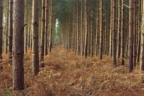 Pine trees in rows, Norfolk Wood, Norfolk, England, United Kingdom, Europe