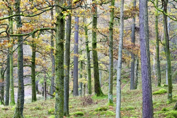 Framed Print : Pine trees in woodland near Grange, Borrowdale, Lake District National Park, Cumbria, England, United Kingdom, Europe Framed Print : Pine trees in woodland near Grange, Borrowdale, Lake District National Park, Cumbria, England, United Kingdom, Europe