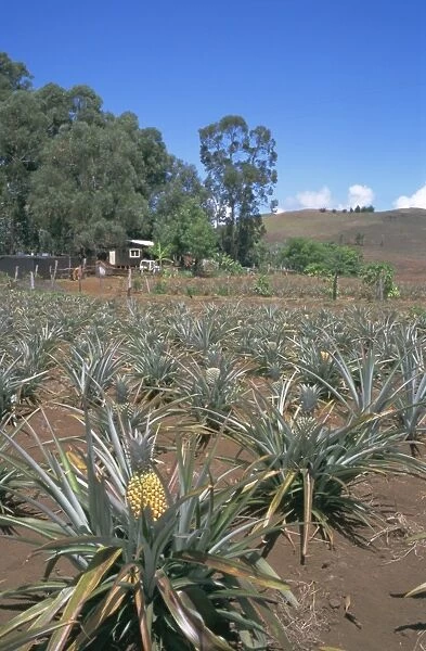 Pineapple farm, Easter Island, Chile, Pacific