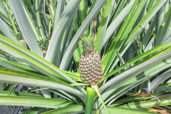 Framed Print : Pineapple plantation, Sarapiqui, Costa Rica, Central America Framed Print : Pineapple plantation, Sarapiqui, Costa Rica, Central America