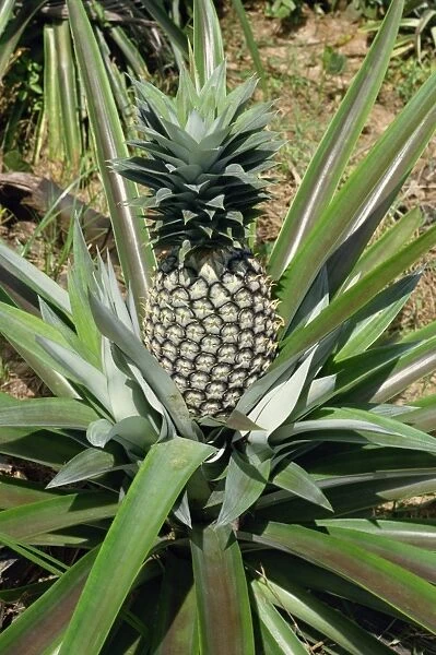 Pineapple, Tanzania, East Africa, Africa