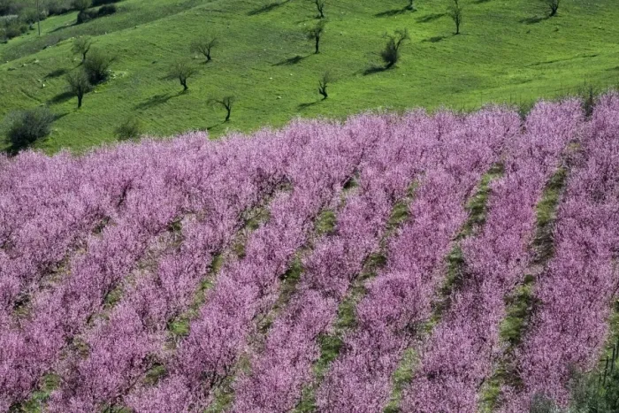 Framed Print : Pink almond blossom, near Cesaro, Sicily, Italy, Europe Framed Print : Pink almond blossom, near Cesaro, Sicily, Italy, Europe