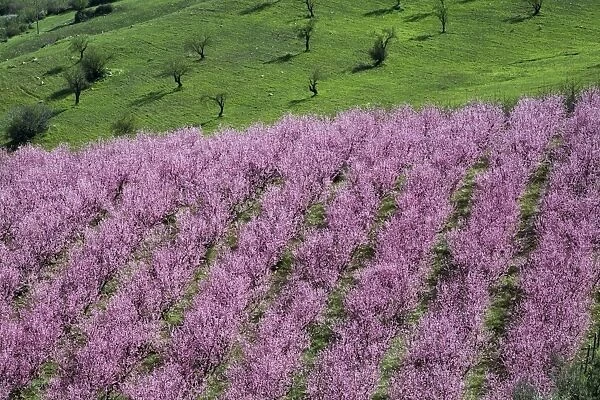 Pink almond blossom, near Cesaro, Sicily, Italy, Europe