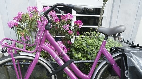 Pink bicycle and rhododendron, Amsterdam, Netherlands, Europe