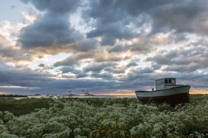 Framed Print : Pink clouds and midnight sun on an old boat in green meadows of blooming flowers Framed Print : Pink clouds and midnight sun on an old boat in green meadows of blooming flowers