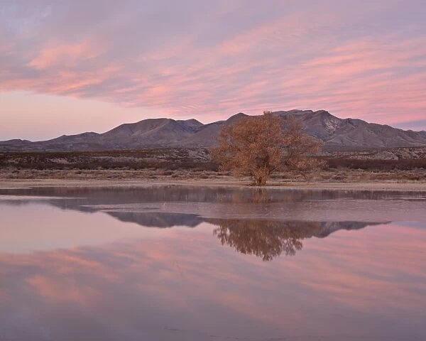 Pink clouds and pond at sunrise, Bosque Del Apache National Wildlife Refuge