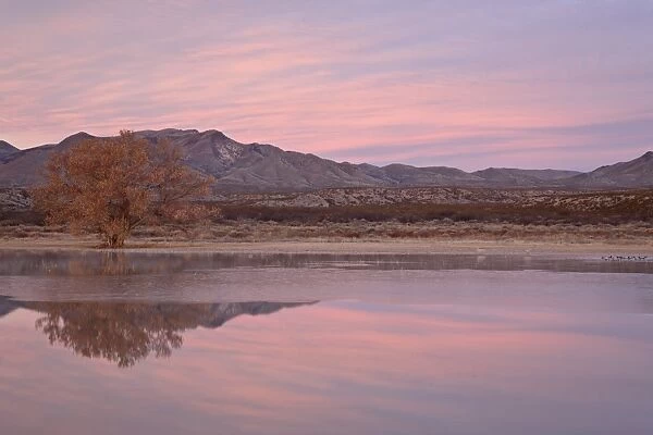 Pink clouds and pond at sunrise, Bosque Del Apache National Wildlife Refuge