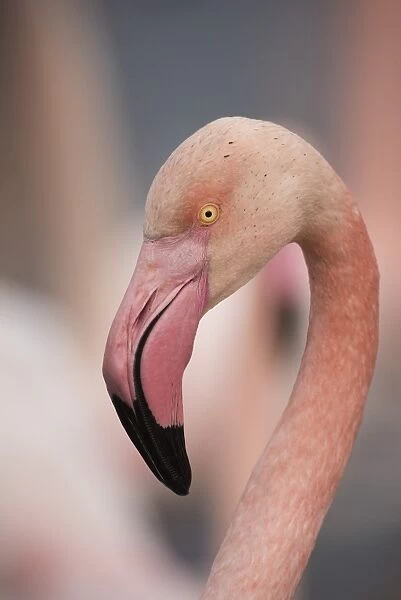 Pink flamingo, Camargue, France, Europe