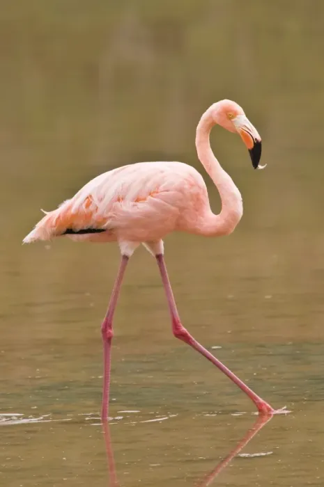 Framed Print : Pink flamingo (Phoenicopterus ruber), Cormorant Point, Isla Santa Maria (Floreana Island) Framed Print : Pink flamingo (Phoenicopterus ruber), Cormorant Point, Isla Santa Maria (Floreana Island)