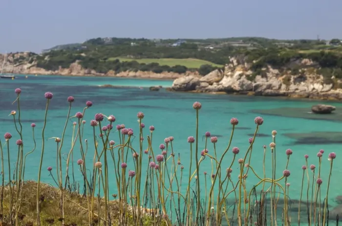 Framed Print : Pink flowers of the inland frame the turquoise sea in summer, Sperone, Bonifacio Framed Print : Pink flowers of the inland frame the turquoise sea in summer, Sperone, Bonifacio