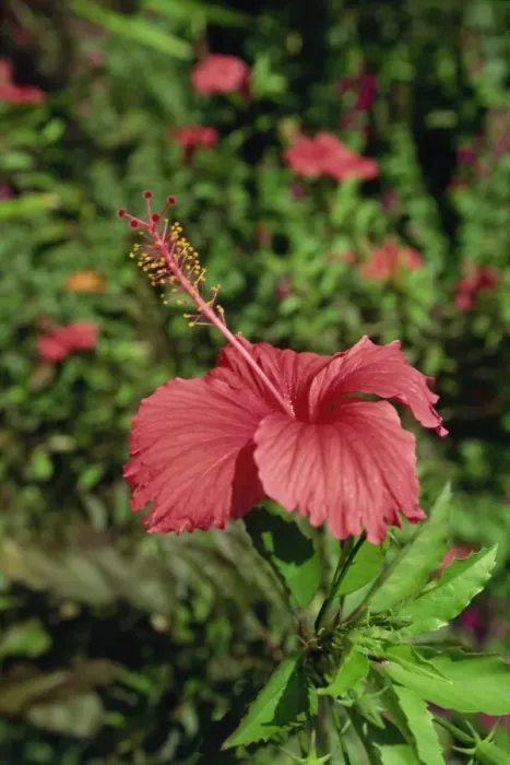 Framed Print : Pink hibiscus Framed Print : Pink hibiscus