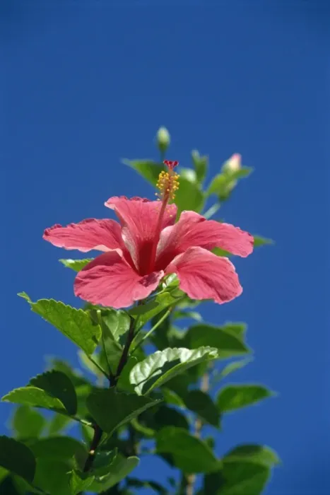 Framed Print : Pink hibiscus flower, Bermuda, Central America Framed Print : Pink hibiscus flower, Bermuda, Central America