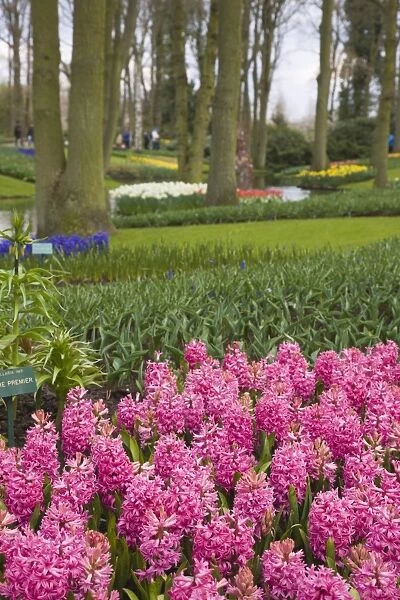 Pink hyacinths, Keukenhof, park and gardens near Amsterdam, Netherlands, Europe