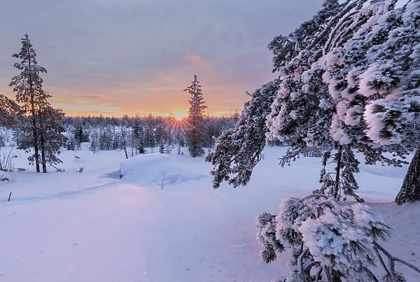 Pink lights of the arctic sunset illuminate the snowy woods, Vennivaara, Rovaniemi
