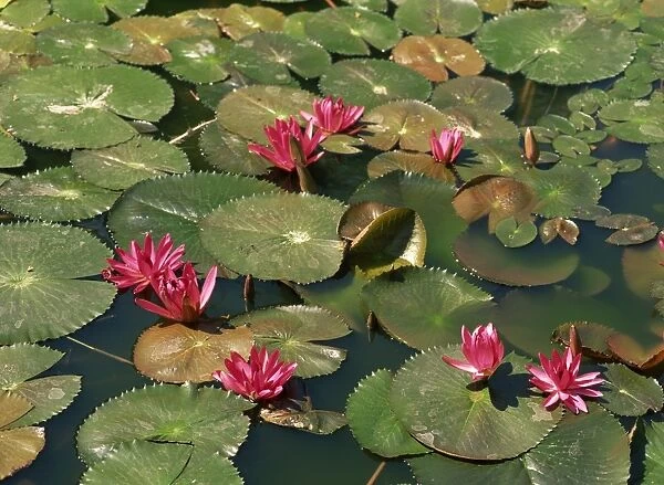 Pink lotus blossoms in Thailand