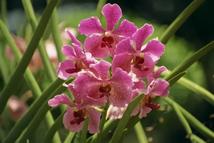 Framed Print : Pink orchid flowers in the orchid garden at Sentosa Framed Print : Pink orchid flowers in the orchid garden at Sentosa