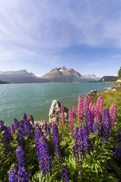 Framed Print : Pink and purple lupins blooming by Lake Sils in Engadine, not far from Saint Moritz, Graubunden, Switzerland, Europe Framed Print : Pink and purple lupins blooming by Lake Sils in Engadine, not far from Saint Moritz, Graubunden, Switzerland, Europe