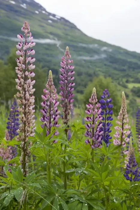 Framed Print : Pink and purple wild lupins (lupinus) in Olden, Norway, Scandinavia, Europe Framed Print : Pink and purple wild lupins (lupinus) in Olden, Norway, Scandinavia, Europe
