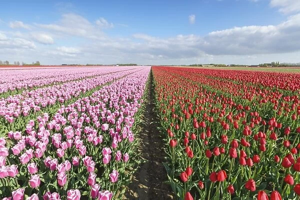 Pink and red tulips in vast field, Yersekendam, Zeeland province, Netherlands, Europe