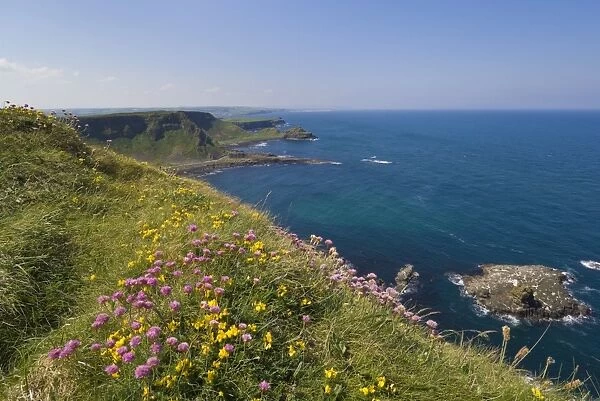 Pink sea thrift on cliff top, North Antrim coast path to the Giants Causeway