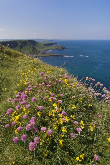 Framed Print : Pink sea thrift on cliff top, North Antrim coast path to the Giants Causeway Framed Print : Pink sea thrift on cliff top, North Antrim coast path to the Giants Causeway