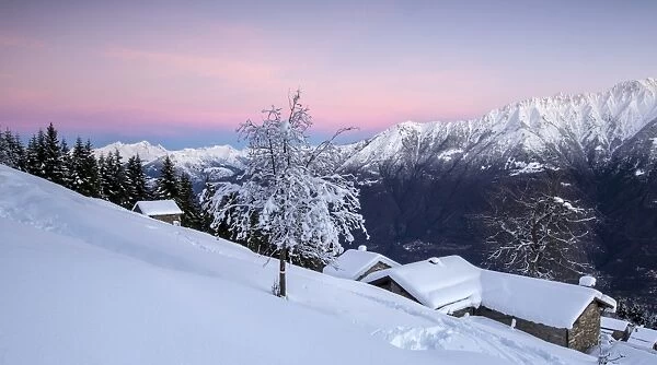 Pink sky at dawn above snow covered huts and trees, Tagliate Di Sopra, Gerola Valley