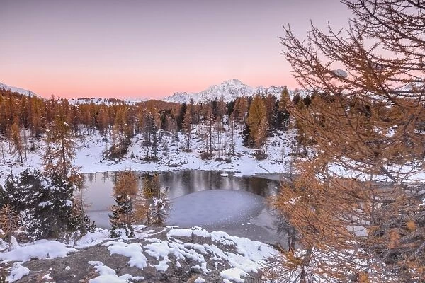 Pink sky at sunrise frames the frozen Lake Mufule surrounded by woods, Malenco Valley