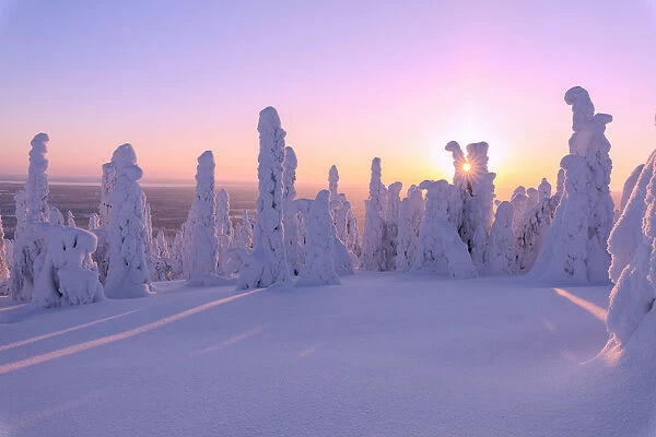 Pink sunrise on frozen trees, Riisitunturi National Park, Posio, Lapland, Finland, Europe