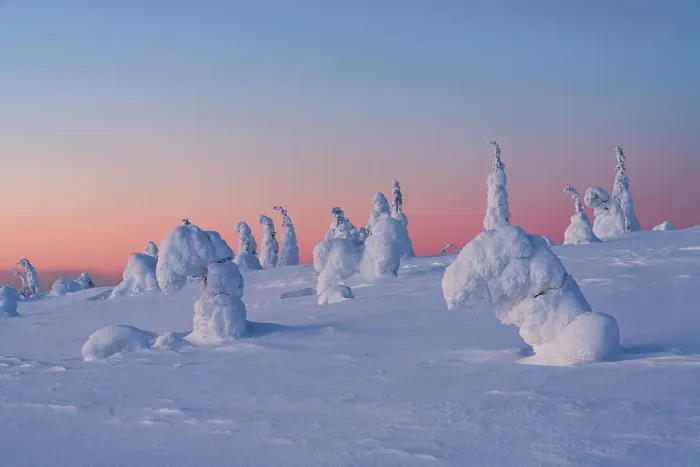 Framed Print : Pink sunset over ice sculptures in the winter scenery of Finnish Lapland, Riisitunturi National Park, Posio, Lapland, Finland Framed Print : Pink sunset over ice sculptures in the winter scenery of Finnish Lapland, Riisitunturi National Park, Posio, Lapland, Finland