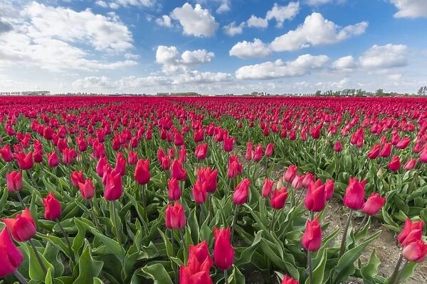 Pink tulips and clouds in the sky, Yersekendam, Zeeland province, Netherlands, Europe