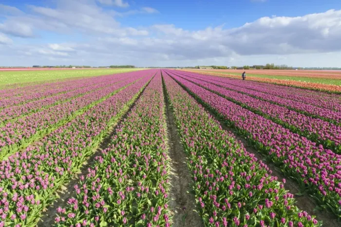 Framed Print : Pink tulips in field, Yersekendam, Zeeland province, Netherlands, Europe Framed Print : Pink tulips in field, Yersekendam, Zeeland province, Netherlands, Europe