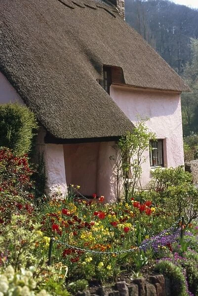Pink washed thatched cottage at Dunster in Somerset, England, United Kingdom, Europe