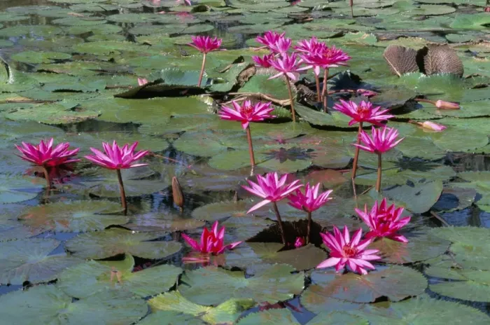 Framed Print : Pink water lilies in flower (Nymphaea sp. ), in tropical area Framed Print : Pink water lilies in flower (Nymphaea sp. ), in tropical area