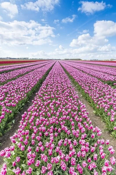 Pink and white tulips and clouds in the sky, Yersekendam, Zeeland province, Netherlands