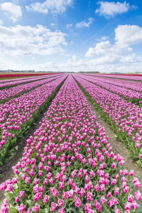 Framed Print : Pink and white tulips and clouds in the sky, Yersekendam, Zeeland province, Netherlands Framed Print : Pink and white tulips and clouds in the sky, Yersekendam, Zeeland province, Netherlands