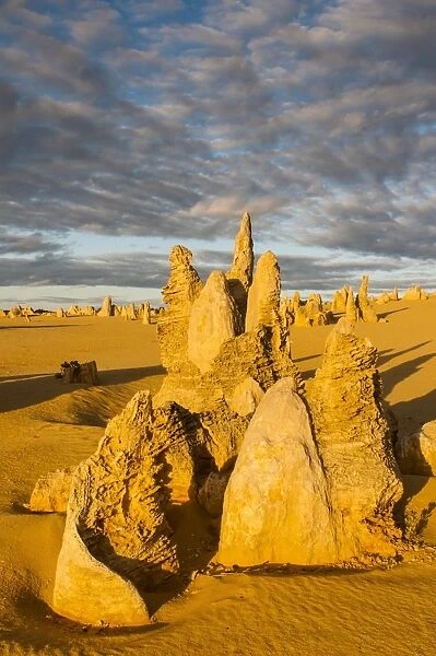 The Pinnacles limestone formations at sunset contained within Nambung National Park, Western Australia, Australia, Pacific